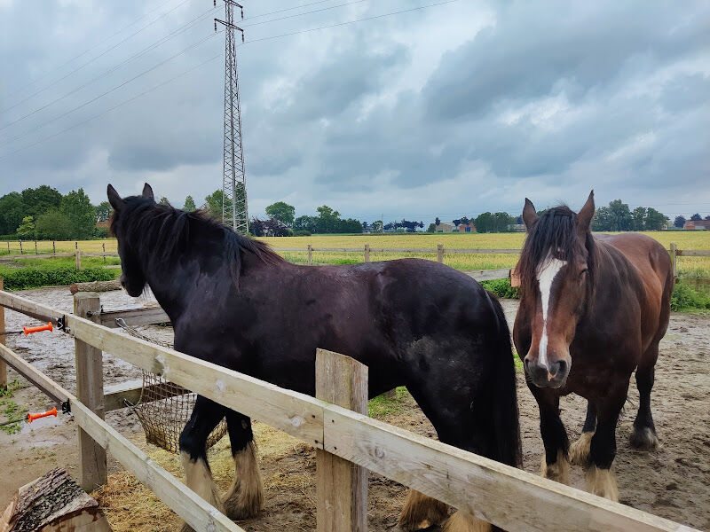 Foto van I For Horse - The Coaching Horse Academy - Schelinski Oliver - Opleiding Paardencoach