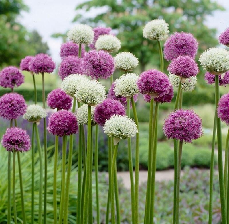 Foto van Tuin idee hoveniersbedrijf