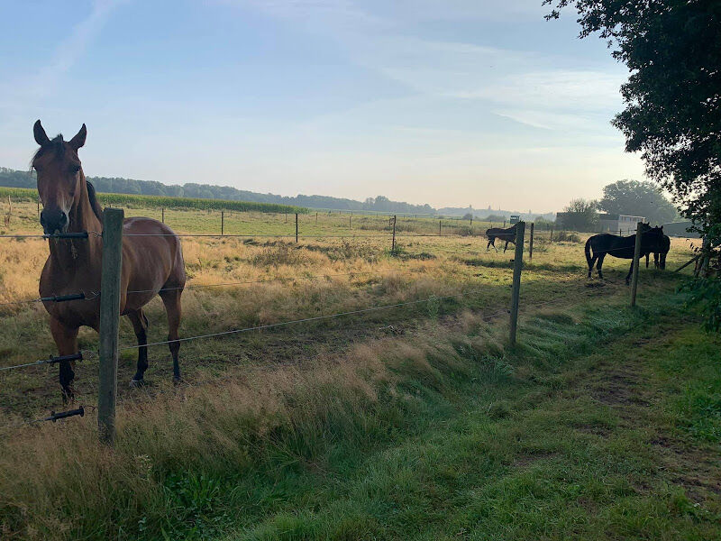 Foto van Starlott Stables — Dressuur - Springen - Pensionstal - Bootcamps