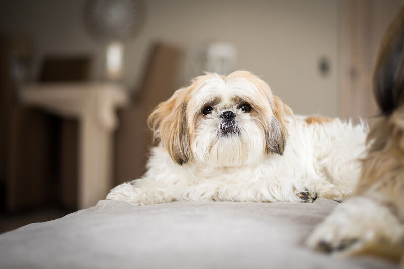 Foto van AniCura Dierenartsencentrum Hond en Kat