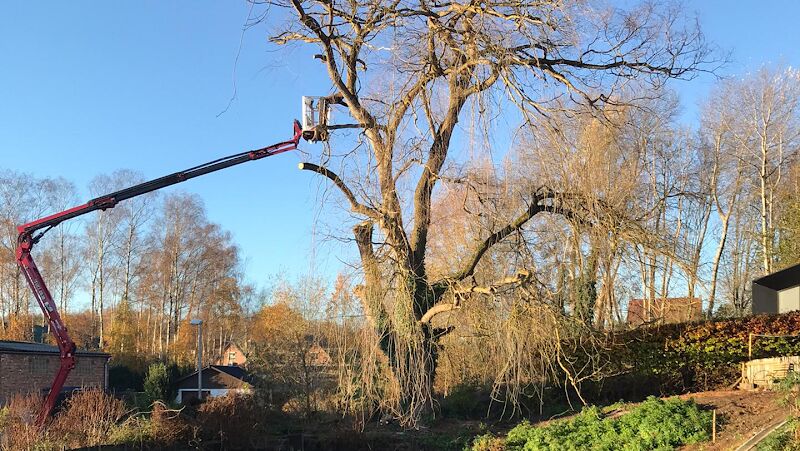 Foto van Bonoboom Boomverzorging