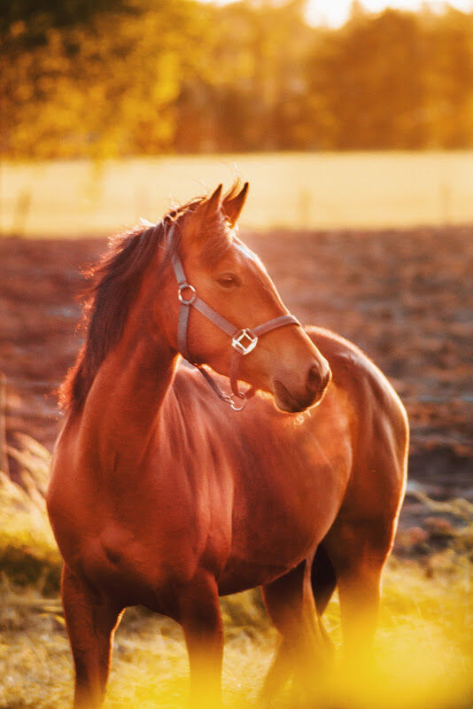 Foto van Dierenarts Jolien Ingels