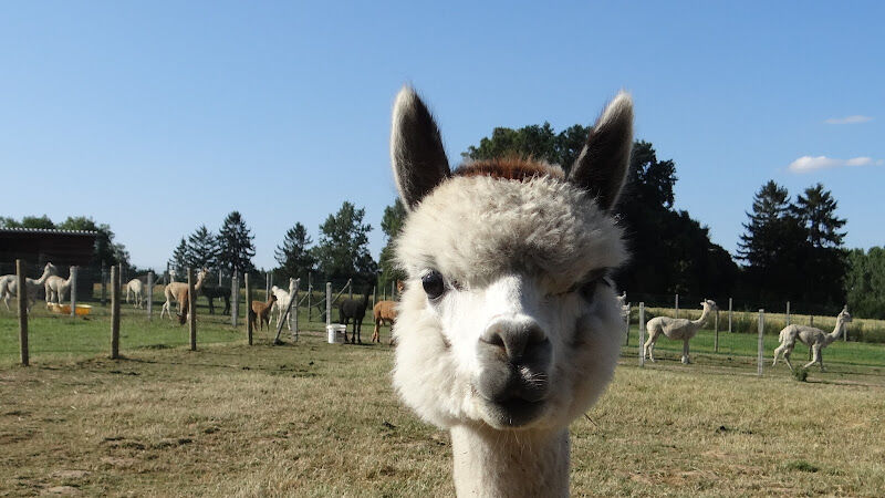 Foto van Alpaca Tumulus