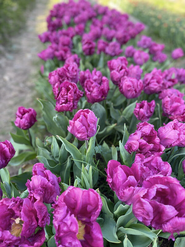 Foto van Bloemencowboy