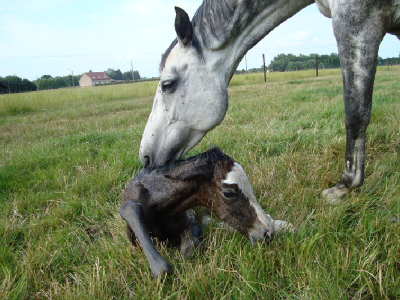 Foto van Stal Houman