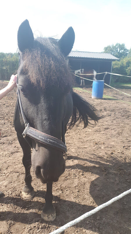 Foto van Manege 't Speycker Essen