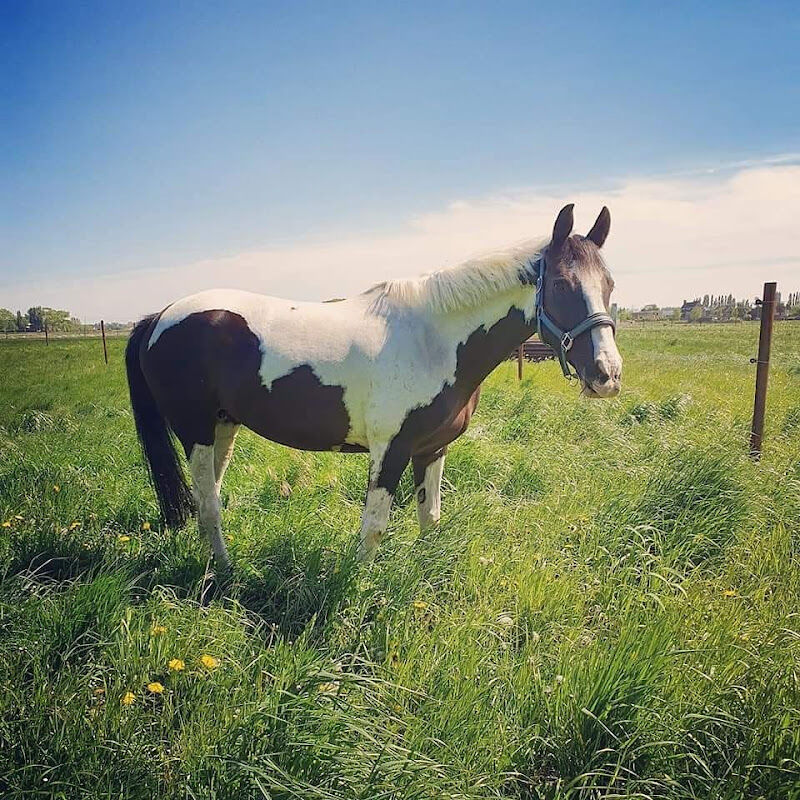 Foto van Stal De Landinghe