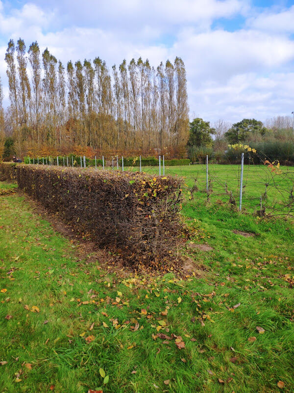 Foto van TuinenProdo