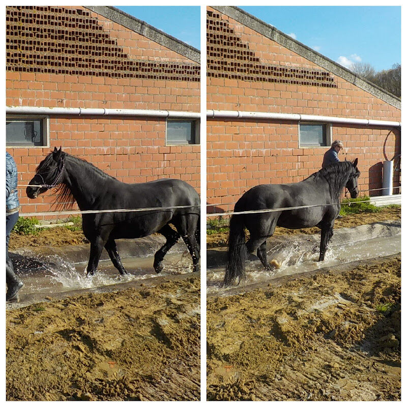 Foto van de Paardenmolen