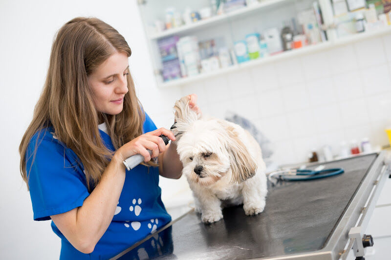 Foto van Dierenarts Valérie Monstrey