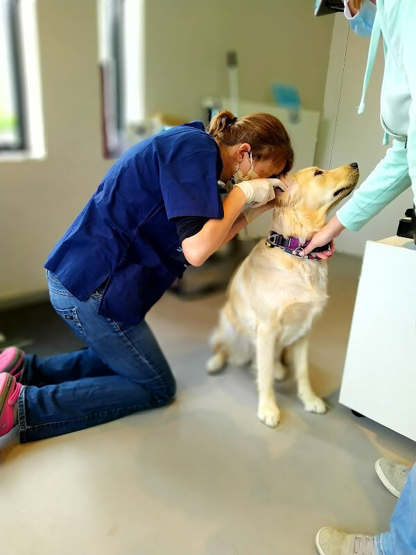 Foto van Dierenarts Ellyn Verborgh