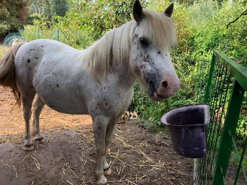 Foto van Ponyland 1980