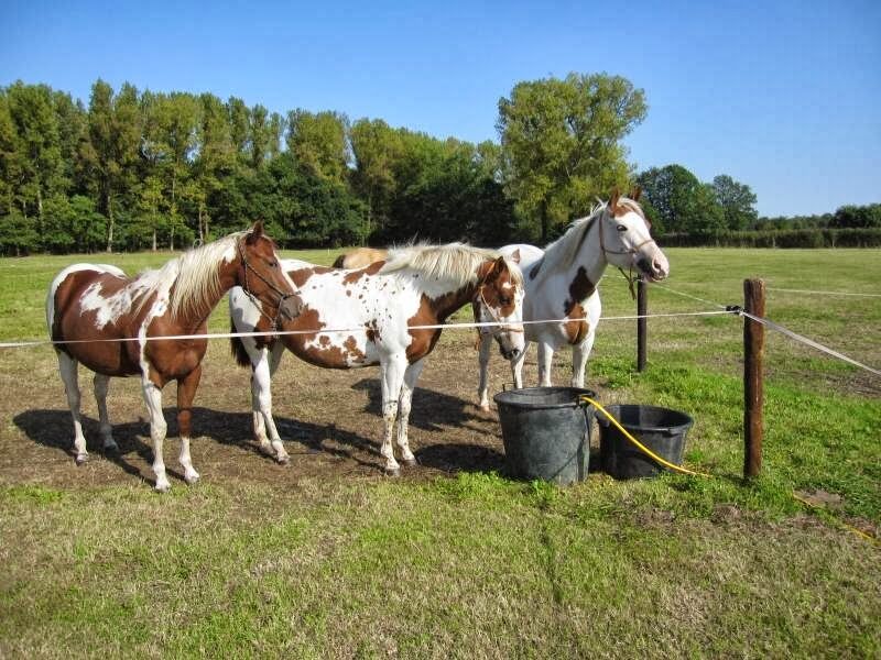 Foto van Elschot Stables