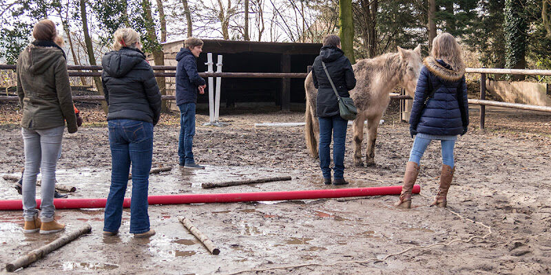 Foto van AnSeKa - Coaching met paarden, familieopstellingen, bedrijfsopstellingen