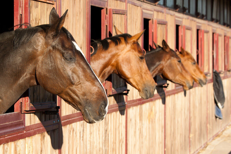 Foto van Ecole d'équitation Musette