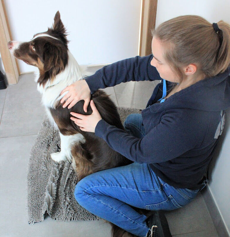 Foto van Dogolistic - holistische praktijk voor honden