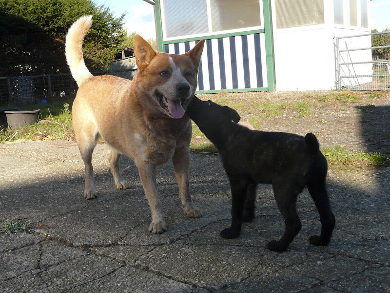 Foto van DIERENARTS MICHELE LAROCHAYMOND