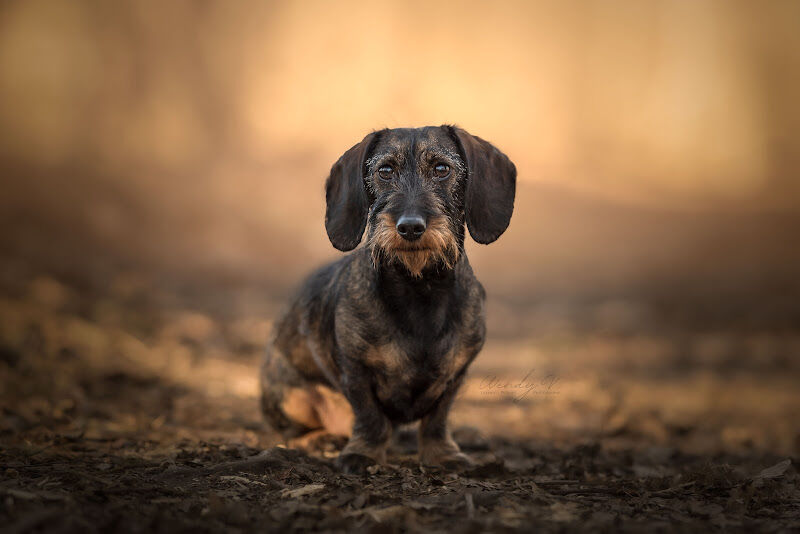 Foto van Petshot