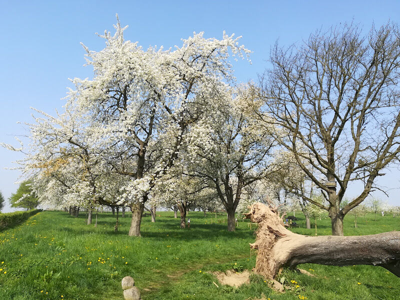 Foto van Speelboomgaard