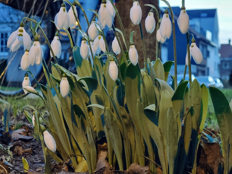 Foto van Speelplek