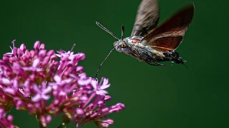 Foto van Fotograaf Karel De Kyvere