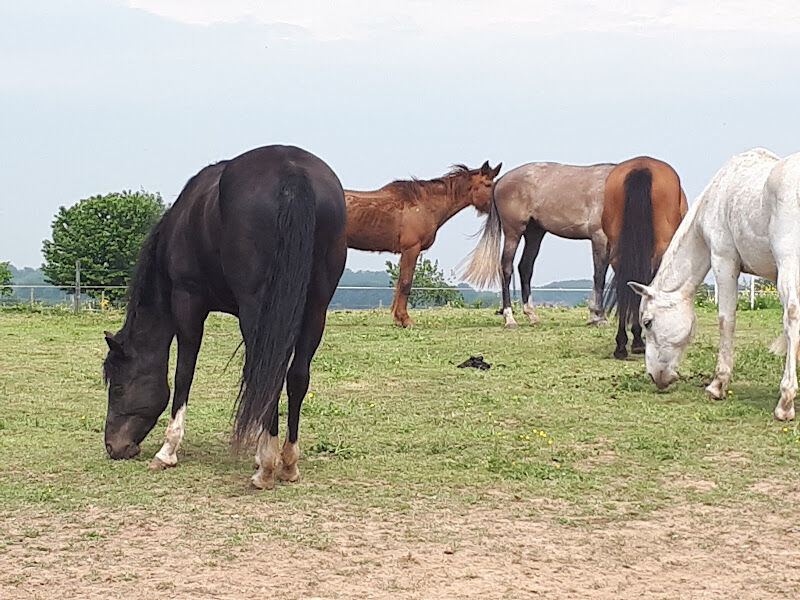 Foto van Stal Kesterveld