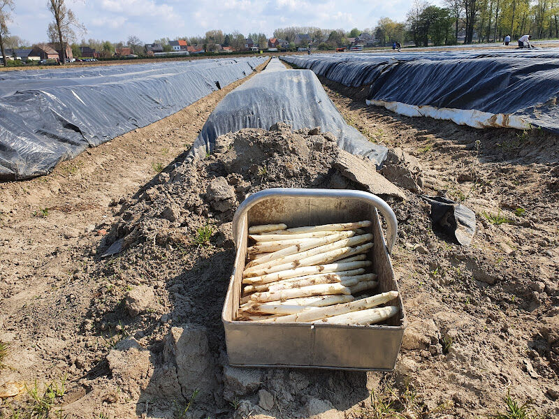 Foto van Asperges Hertenveld