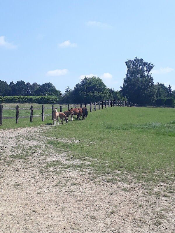 Foto van Tal Milstein Stables