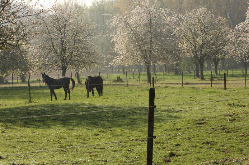 Foto van LOGOPEDIE ELS MERCKEN