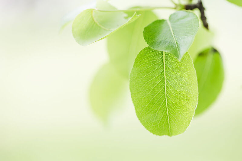 Foto van Groen Idee